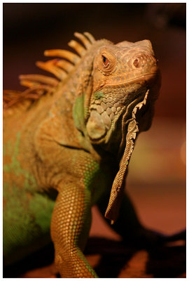 Iguane