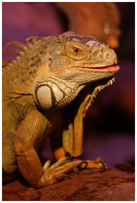Iguane