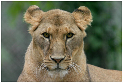 Lionne