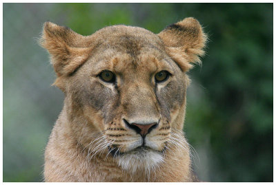 Lionne