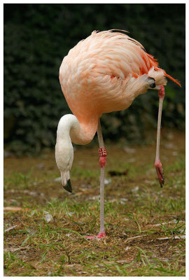 Flamant du Chili