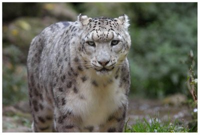 Panthre des neiges