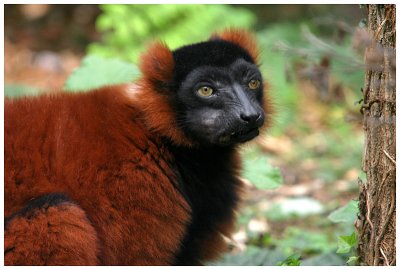 Lemur vari roux