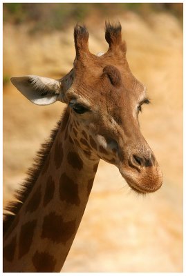 Girafe