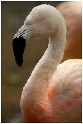 Flamant du Chili