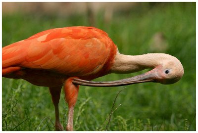 Ibis rouge
