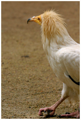 Vautour percnoptre d'asie