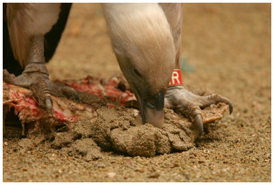 Vautour fauve