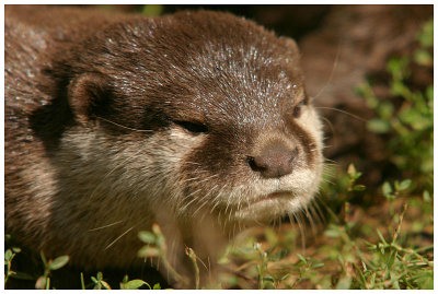Loutre naine d'asie