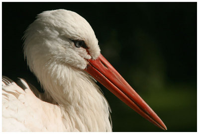 Cigogne blanche
