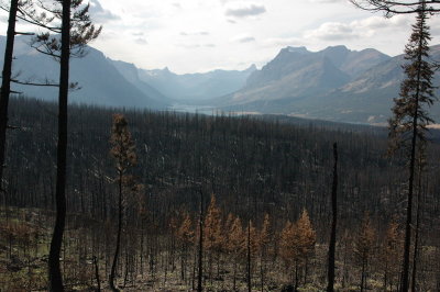 forest_fire