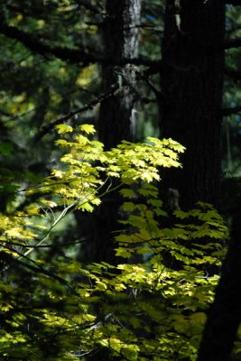 DSC_2227_resize.JPG