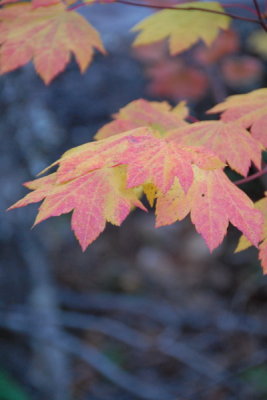 DSC_2231_resize.JPG