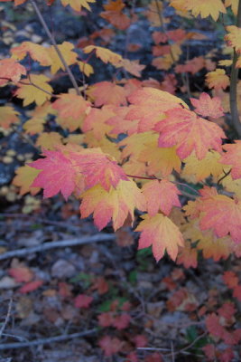 DSC_2234_resize.JPG