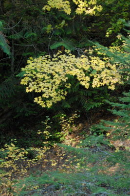 DSC_2274_resize.JPG