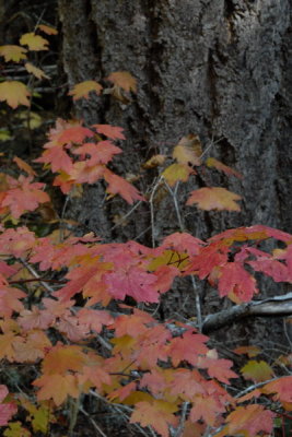 DSC_2327_resize.JPG