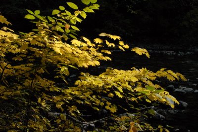 DSC_2331_resize.JPG
