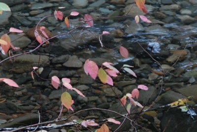 DSC_2332_resize.JPG