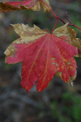 DSC_2368_resize.JPG