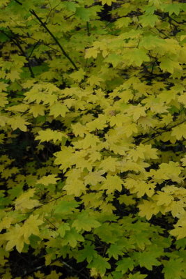 DSC_2373_resize.JPG