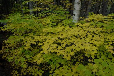 DSC_2375_resize.JPG