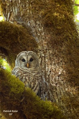 Afternoon Roost 2-Barred Owl
