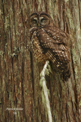 Camouflaged-Spotted Owl