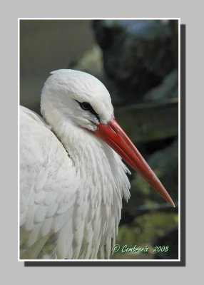 Stork