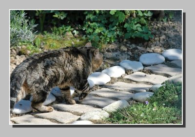 Cat hunting