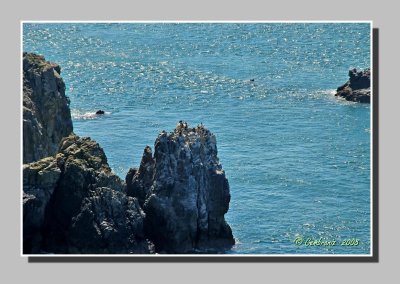 Cormorants on sea cliff, Jobourg