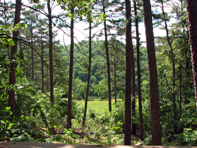 View From Whispering Pine Cabin.jpg