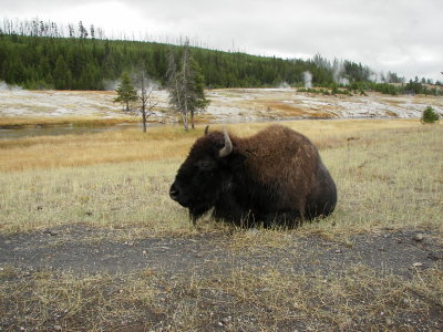 Snowy Day in Yellowstone 005.jpg