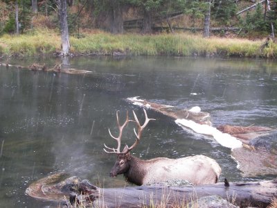 yellowstone elk and buffalo 026.jpg