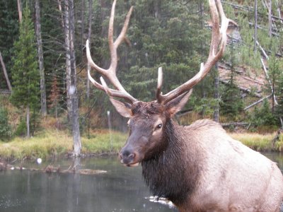 yellowstone elk and buffalo 028.jpg