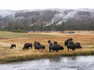 yellowstone elk and buffalo 042.jpg