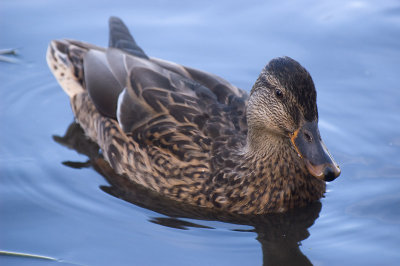 Mallard Duck (F)