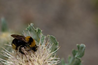 Bumble bee Waterton NP, Haybarn rd CGCT 21_25 June 09 690.jpg