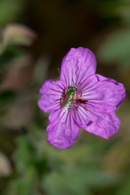 Geranium and Bee Waterton NP CGCT 21_25 June 09 580.jpg