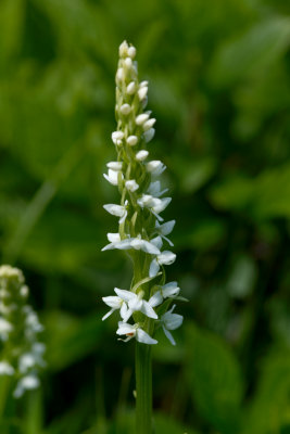 Plantanthera dilatata CGCT 21_25 June 09 616.jpg