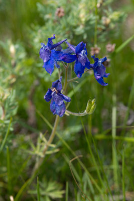 Delphinium sp CGCT 21_25 June 09 724.jpg
