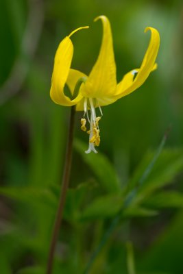 Erythronium grandiflorum CGCT 21_25 June 09 747.jpg