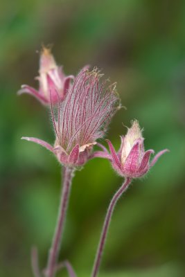 Geum triflora CGCT 21_25 June 09 751.jpg
