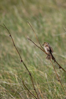 Savannah Sparrow Alberta Parkland CGCT 21_25 June 09 940.jpg