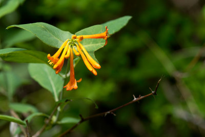Honeysuckle CGCT 21_25 June 09 007.jpg