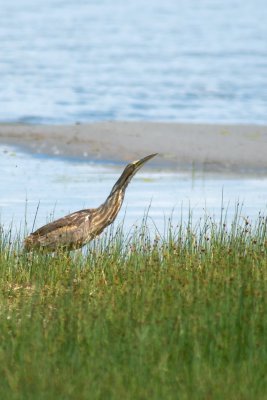 American bittern CGCT 21_25 June 09 971.jpg