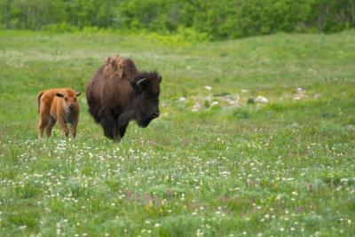 Bisons Spread Eagle Rd, Alberta CGCT 21_25 June 09 656.jpg