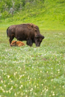 Bisons Spread Eagle Rd, Alberta CGCT 21_25 June 09 674.jpg