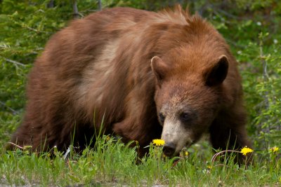 Grizzly bear cub, Cameron Lake Waterton NP, Alberta CGCT 21_25 June 09 915.jpg