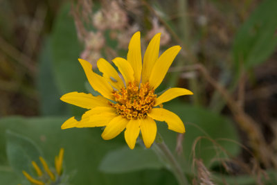 Wyethia amplexicaulis CGCT Kalamalka PP Cosens Bay Rd 19 June 09 458.jpg