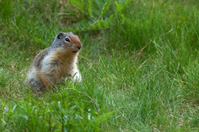 Spermophile Ground Squirrel CGCT Okanagan 16_20 June 09 117.jpg